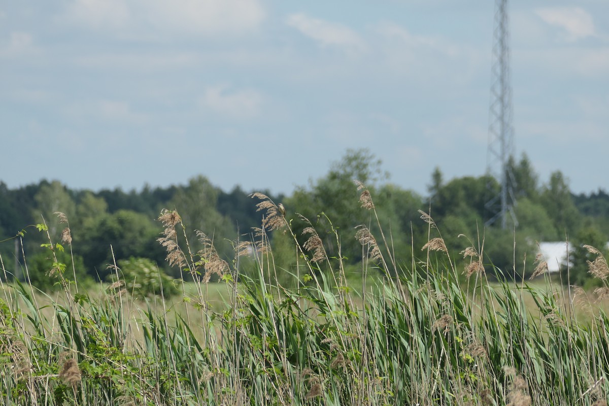 Great Reed Warbler - ML620704579