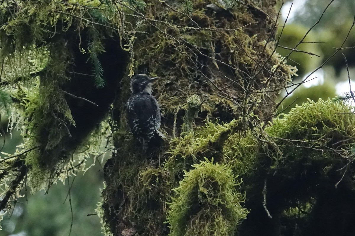 American Three-toed Woodpecker - ML620704580