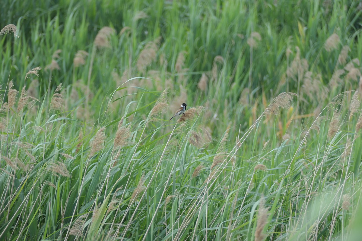 Reed Bunting - ML620704601