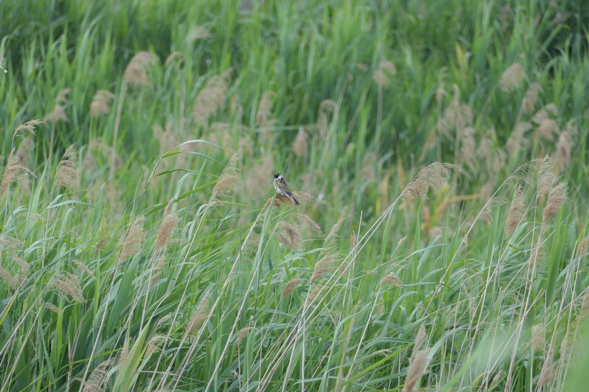 Reed Bunting - ML620704602