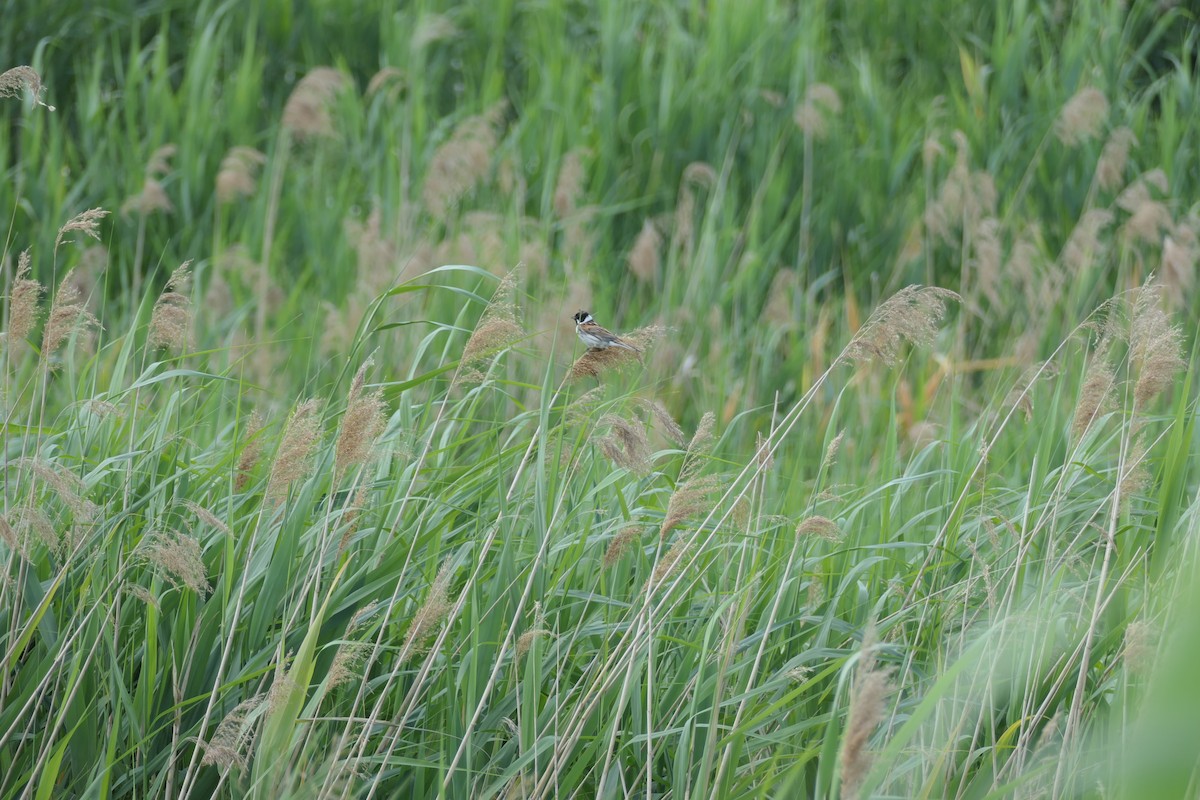 Reed Bunting - ML620704603