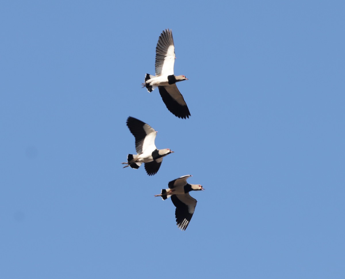 Southern Lapwing - ML620704606