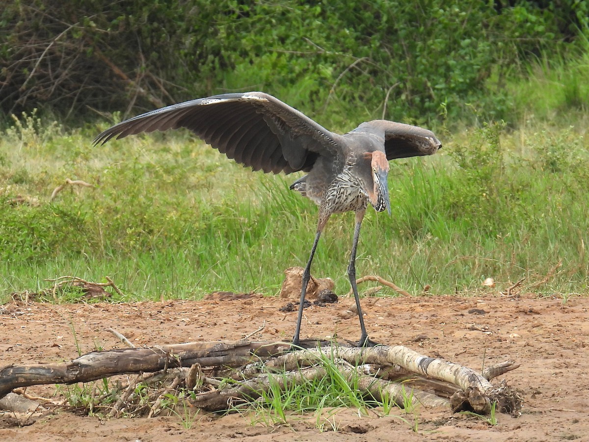 Goliath Heron - ML620704613