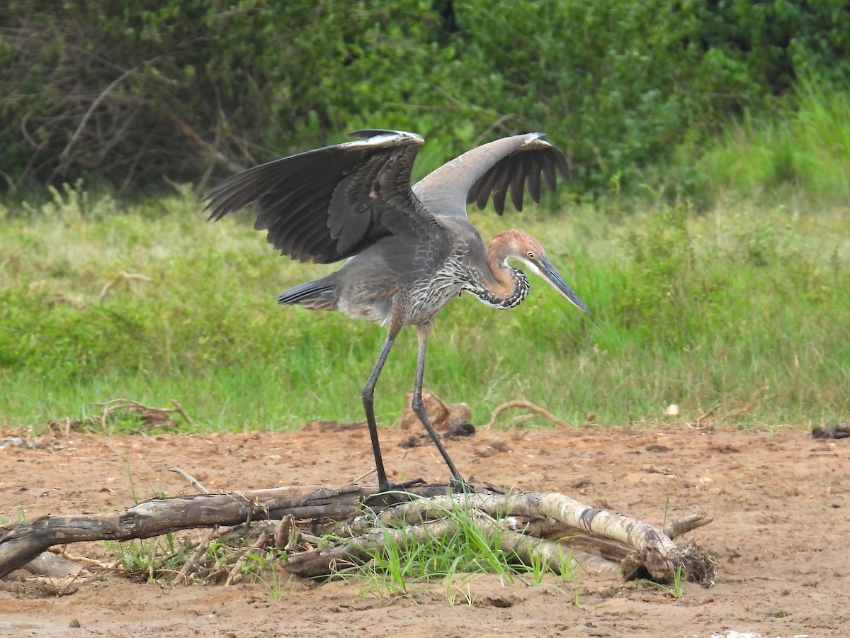 Goliath Heron - ML620704614