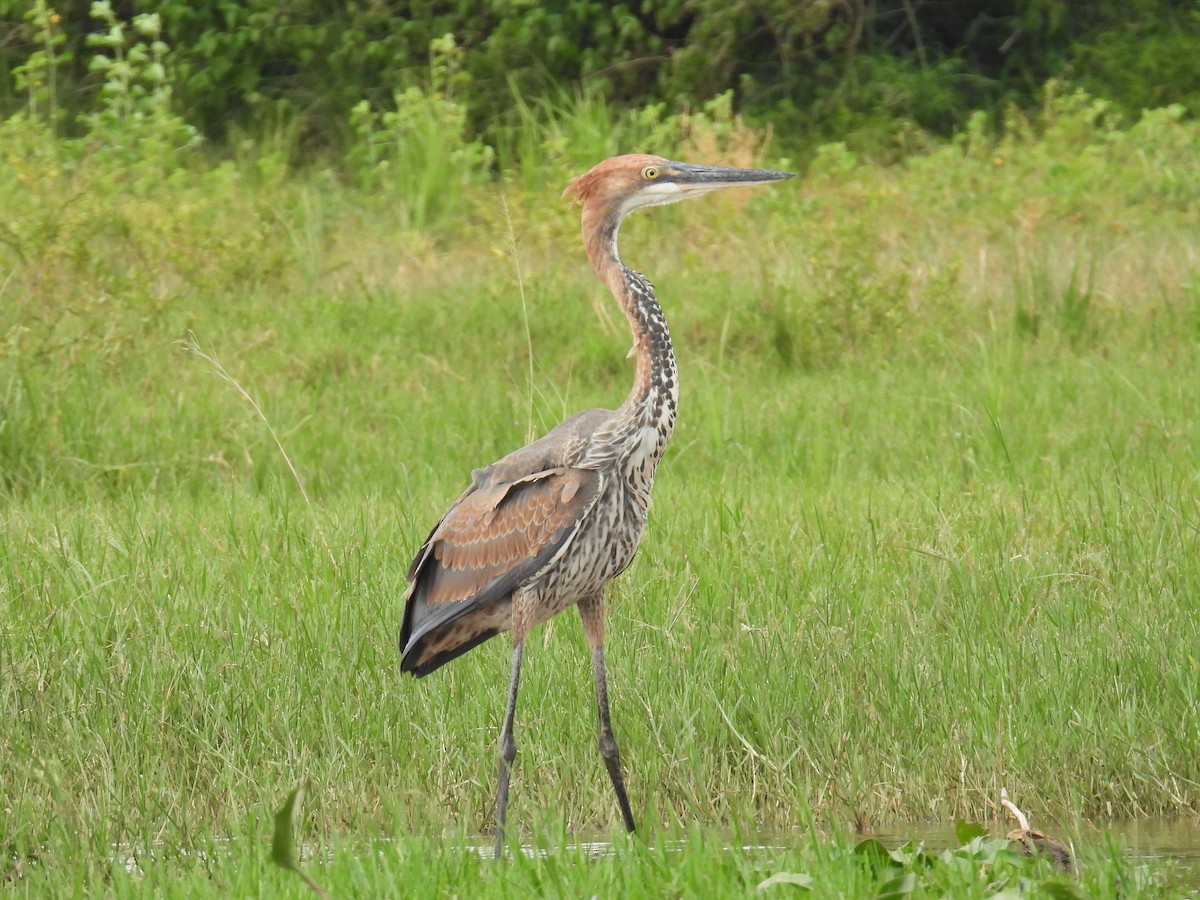 Goliath Heron - bob butler