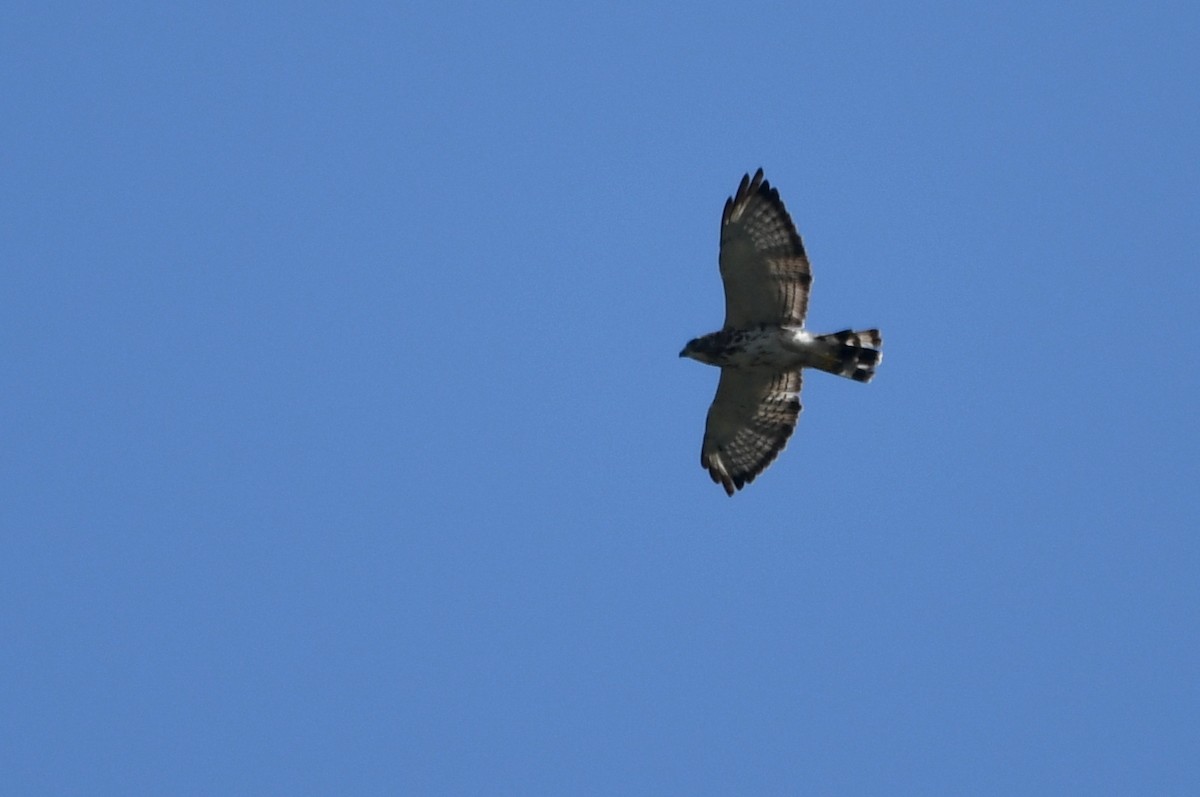 Broad-winged Hawk - ML620704619