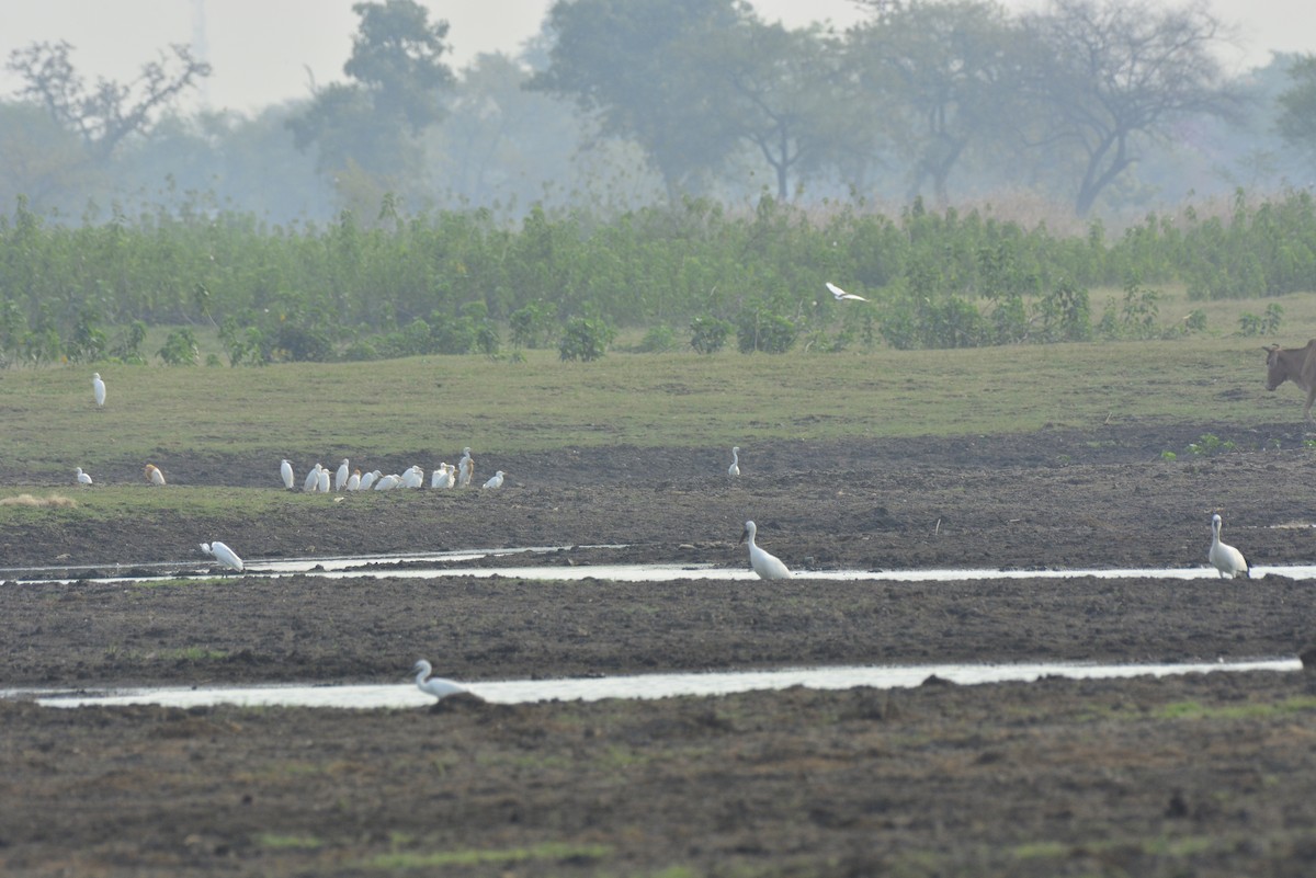 Eastern Cattle Egret - ML620704621