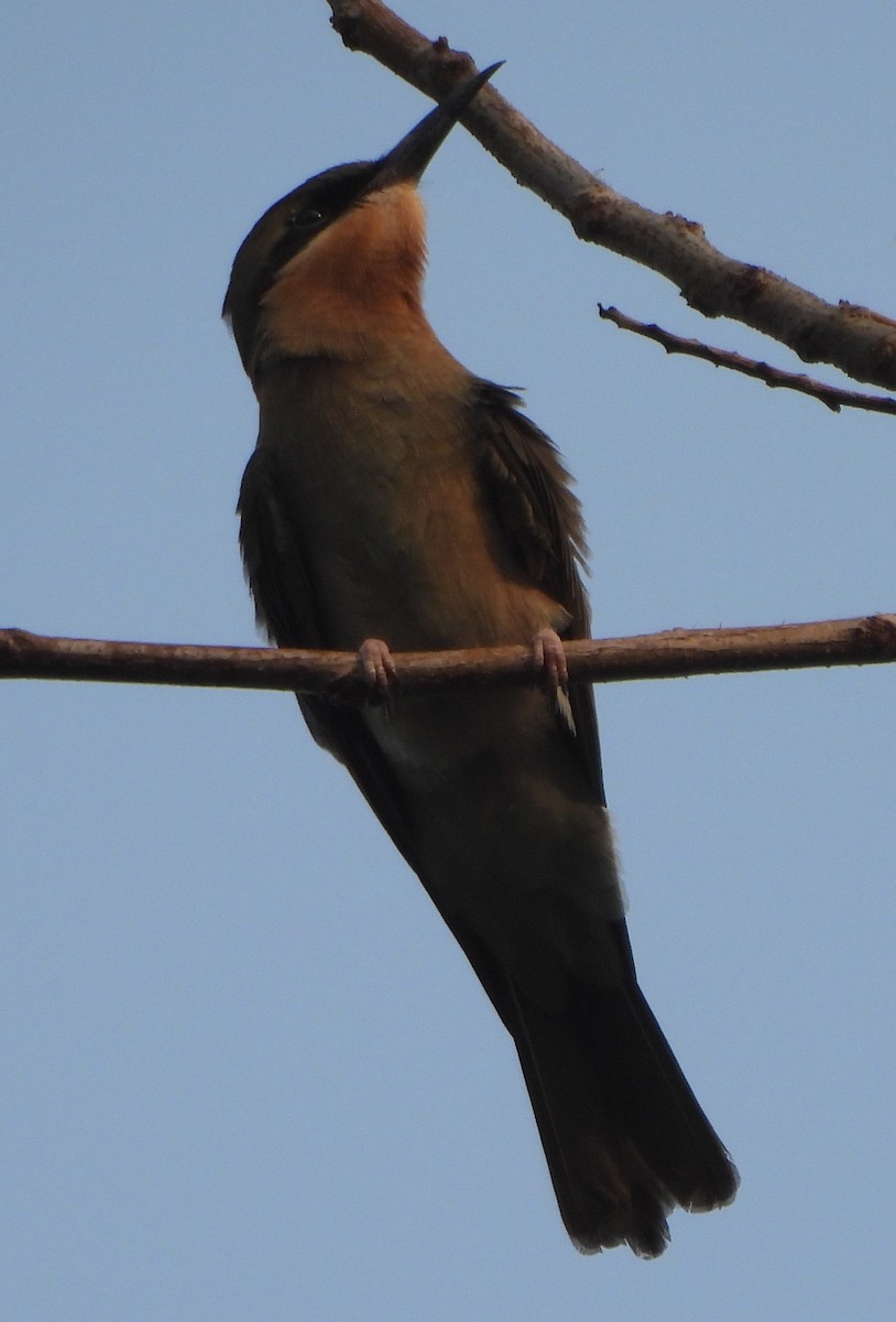 Blue-tailed Bee-eater - ML620704623