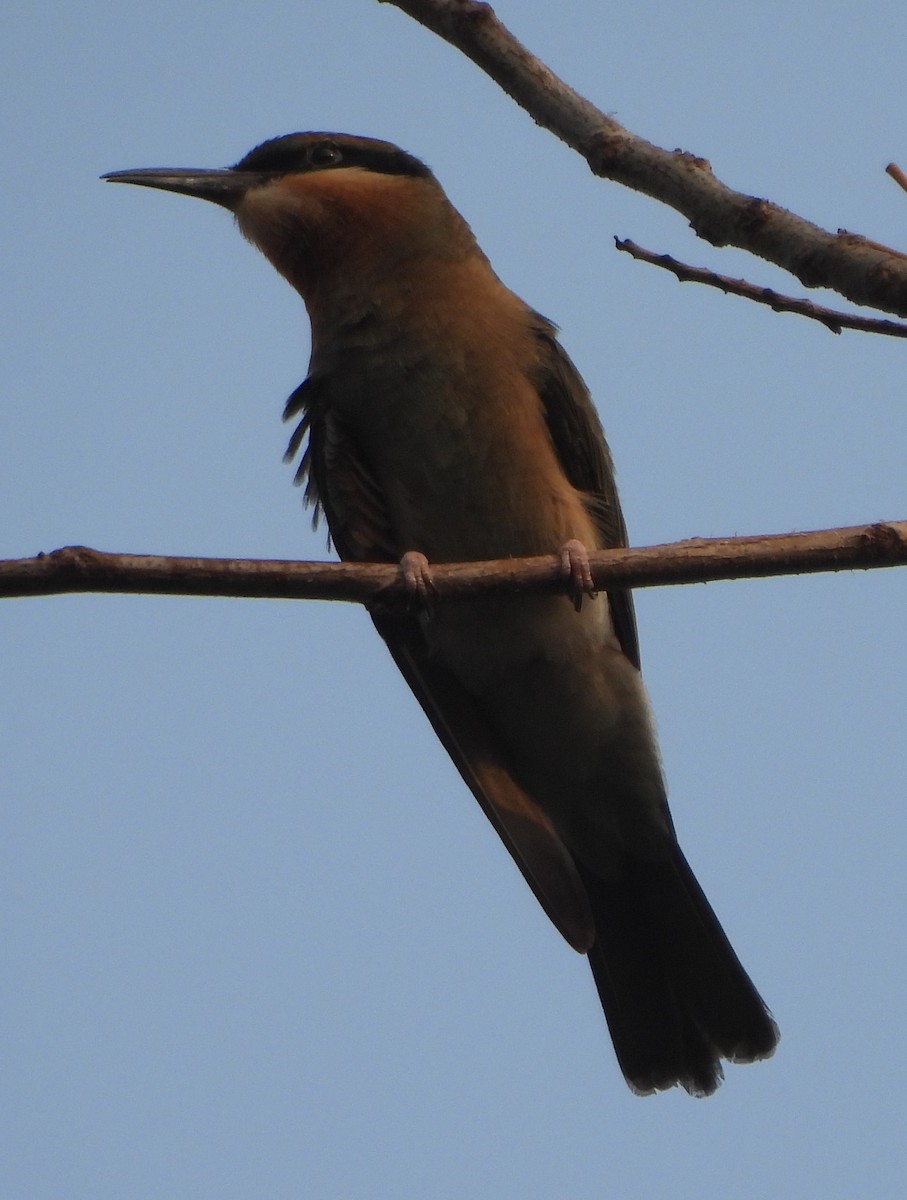 Blue-tailed Bee-eater - ML620704624