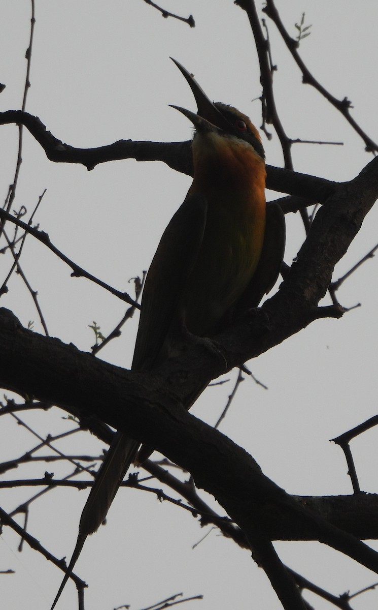 Blue-tailed Bee-eater - ML620704625