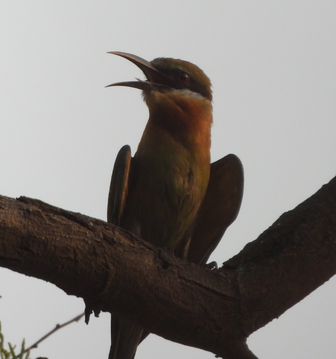 Blue-tailed Bee-eater - ML620704626