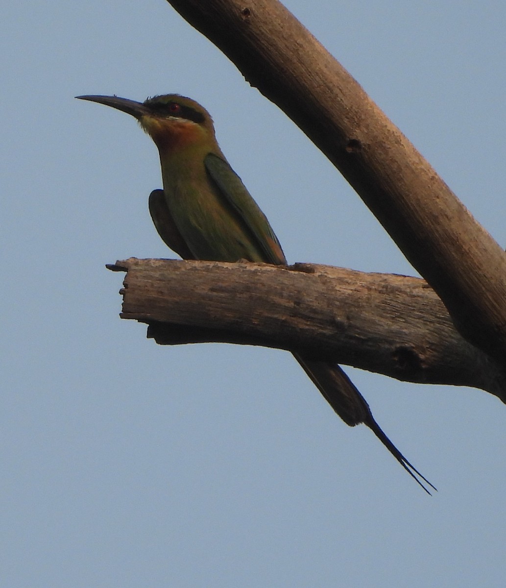 Blue-tailed Bee-eater - ML620704628