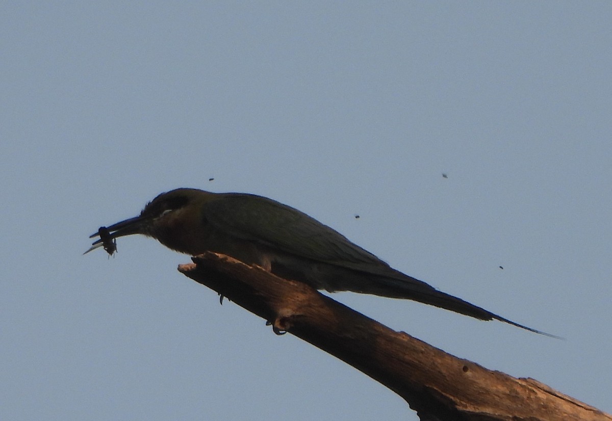 Blue-tailed Bee-eater - ML620704629