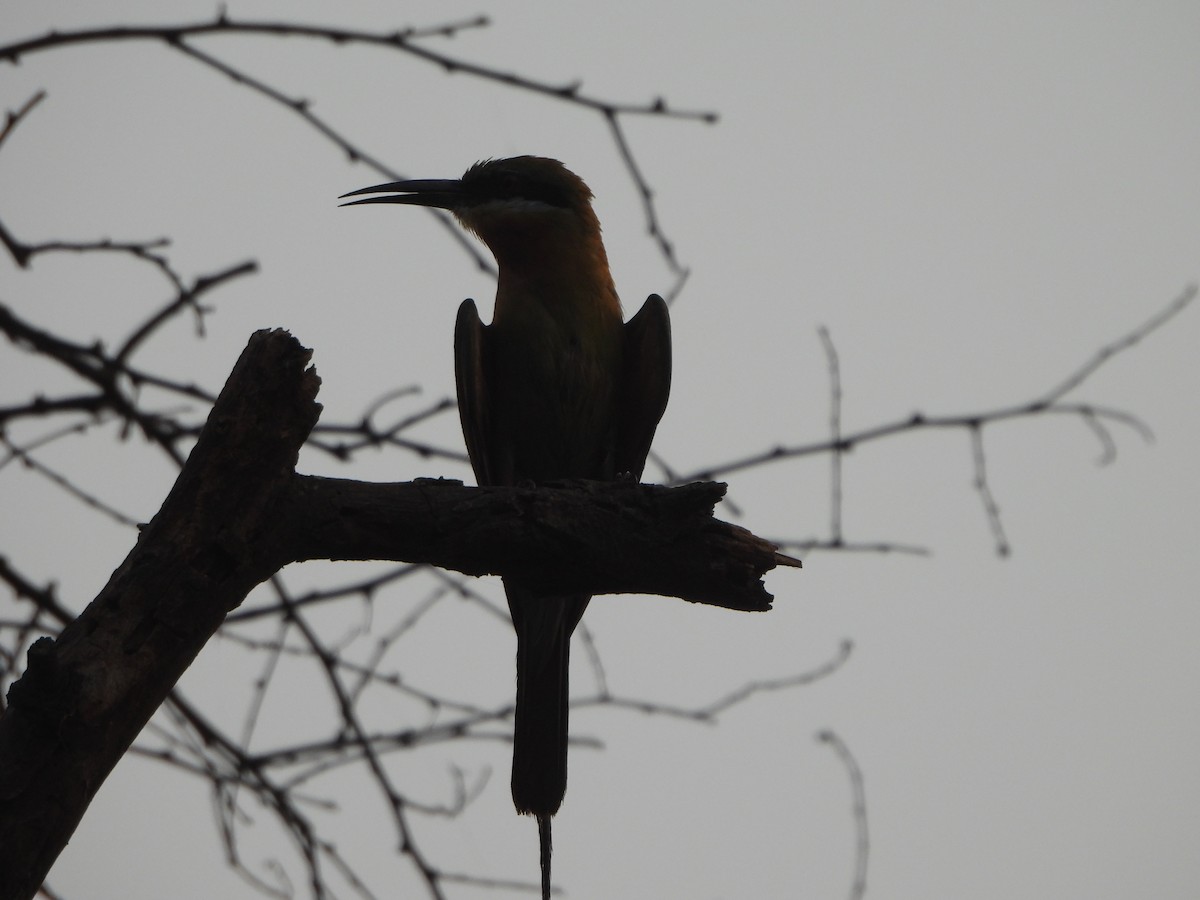 Blue-tailed Bee-eater - Prof Chandan Singh Dalawat