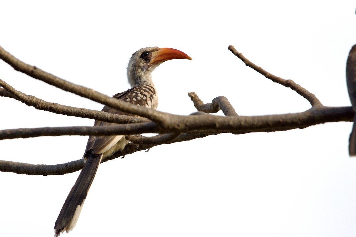 Western Red-billed Hornbill - ML620704637