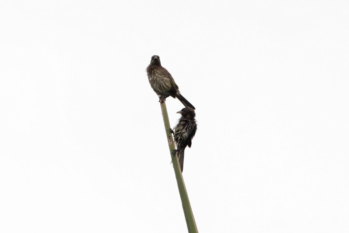 Palmchat - ML620704639