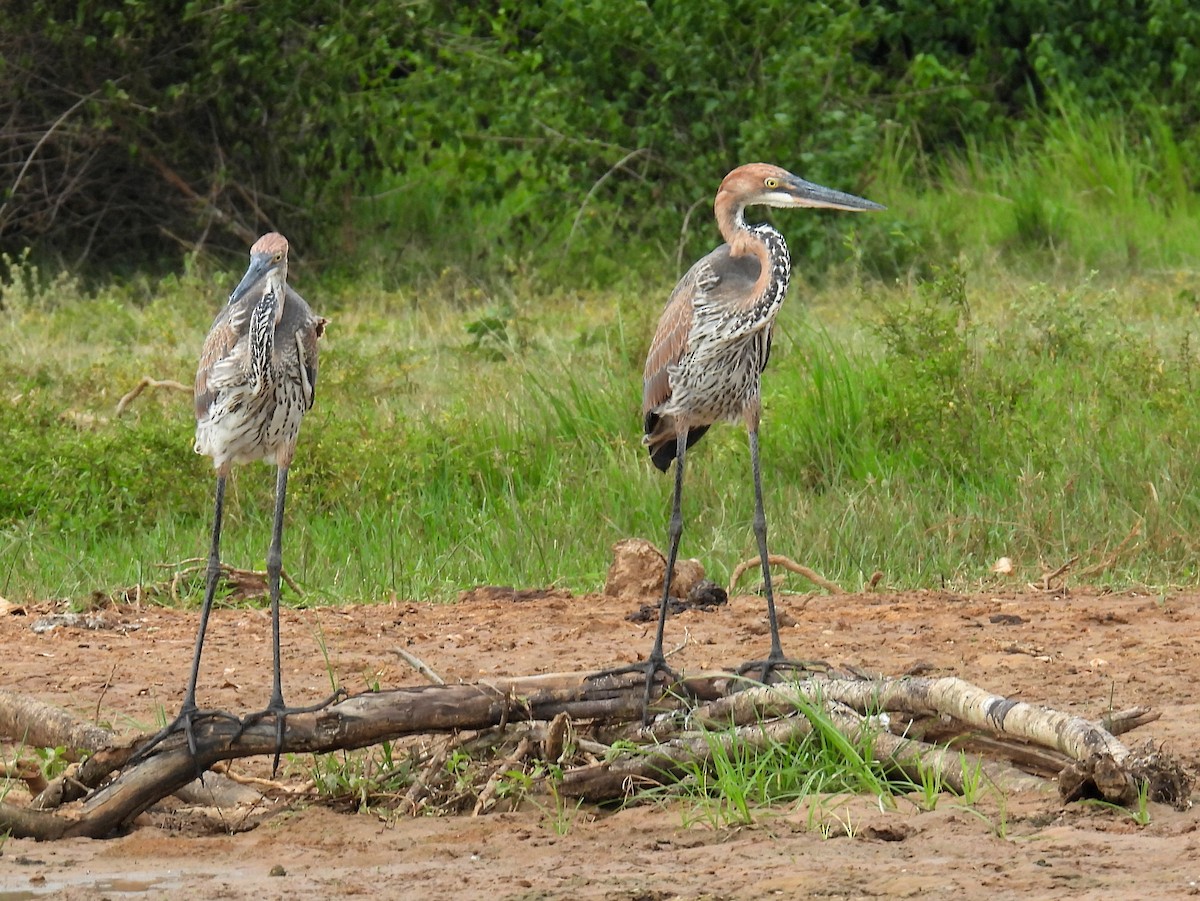 Goliath Heron - bob butler