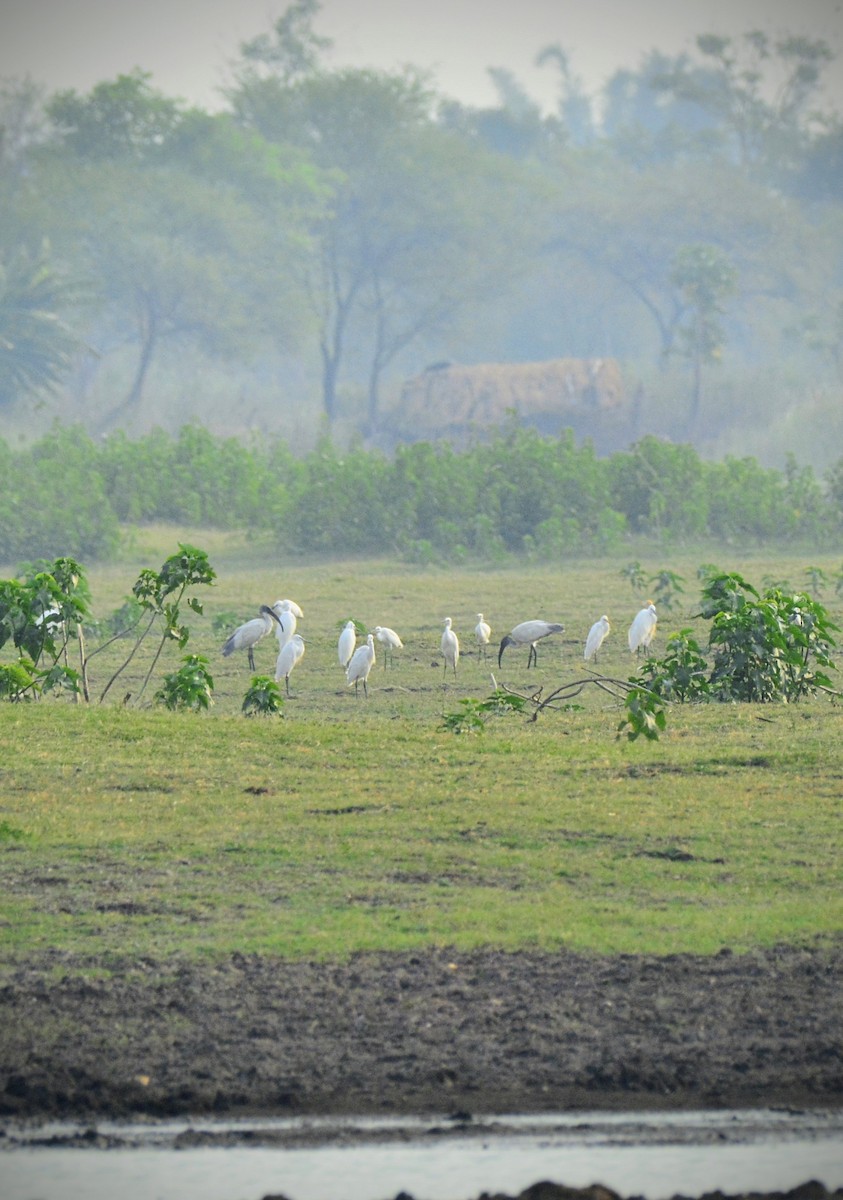 Ibis à tête noire - ML620704644