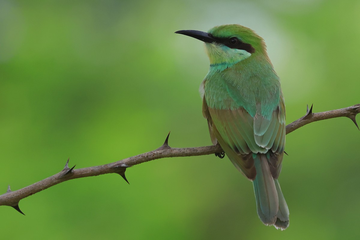 Asian Green Bee-eater - ML620704645