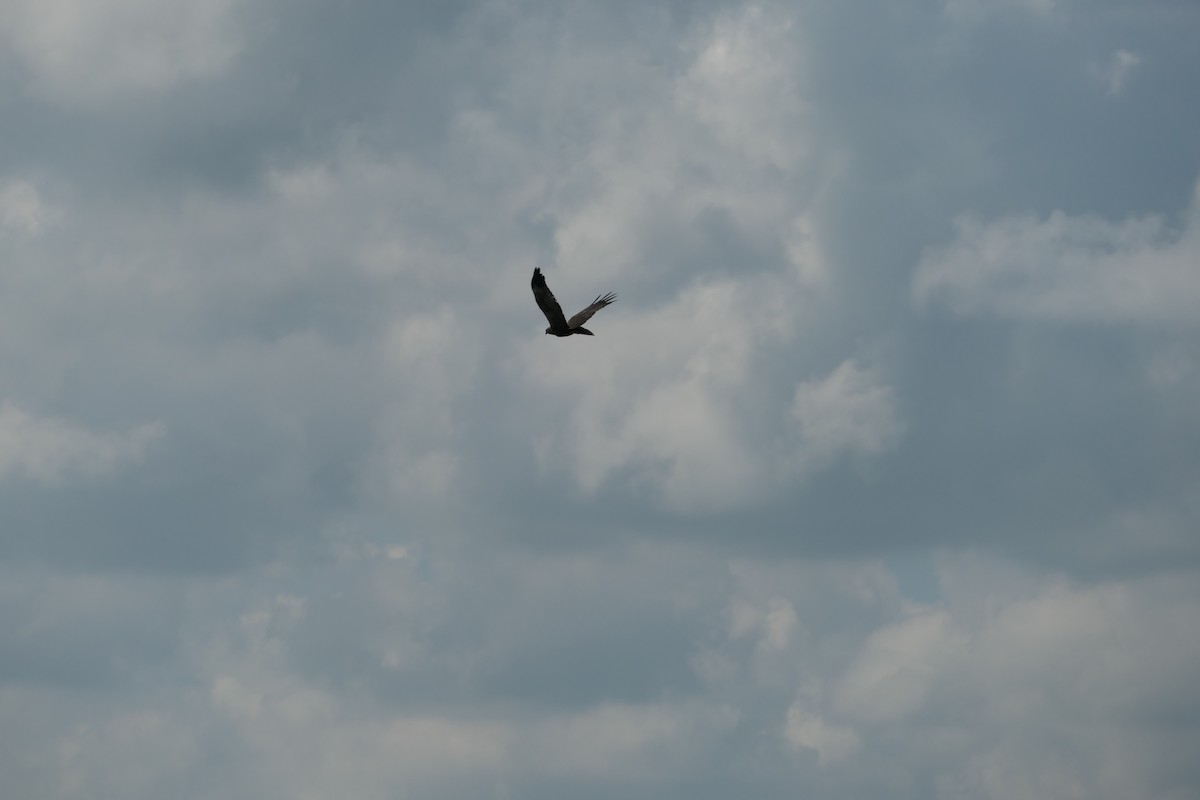 Western Marsh Harrier - ML620704646