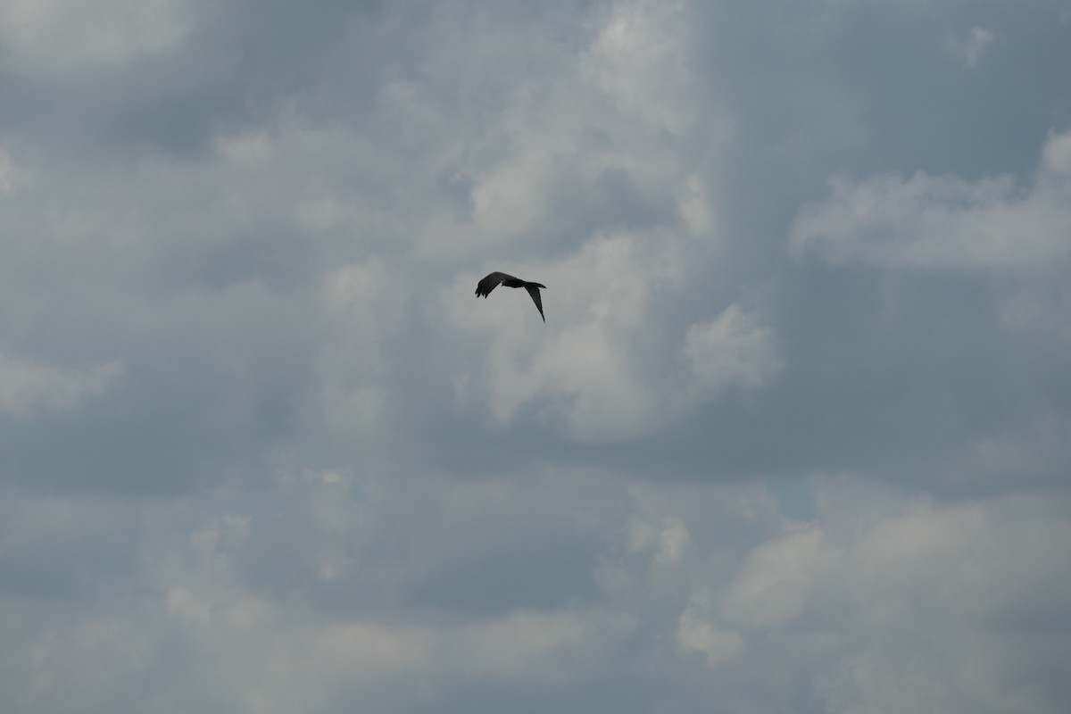 Western Marsh Harrier - ML620704647