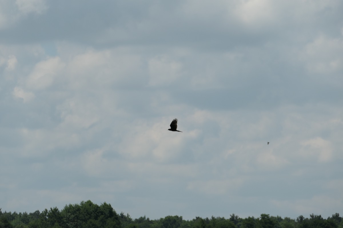 Western Marsh Harrier - ML620704648