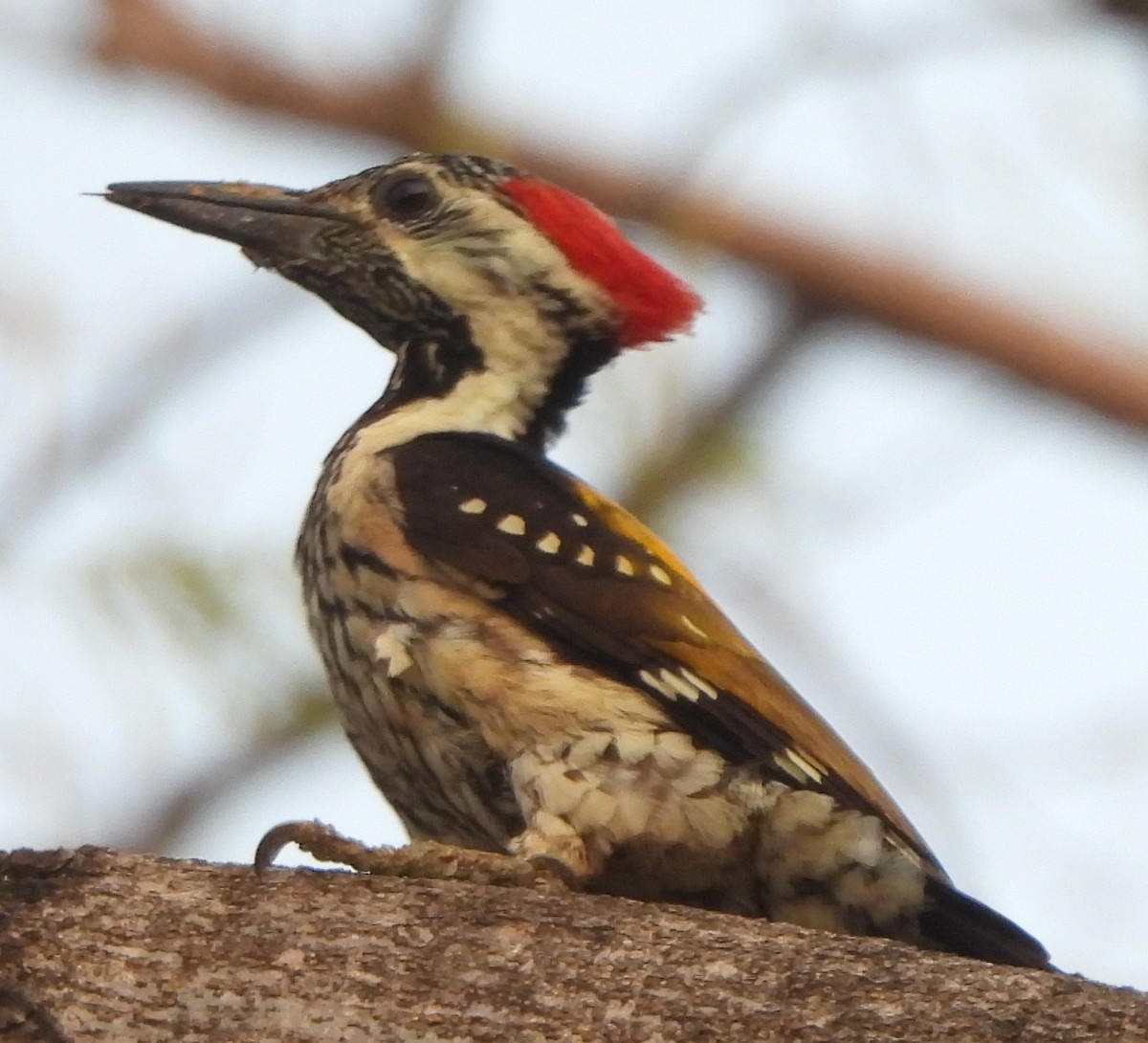 Black-rumped Flameback - ML620704652