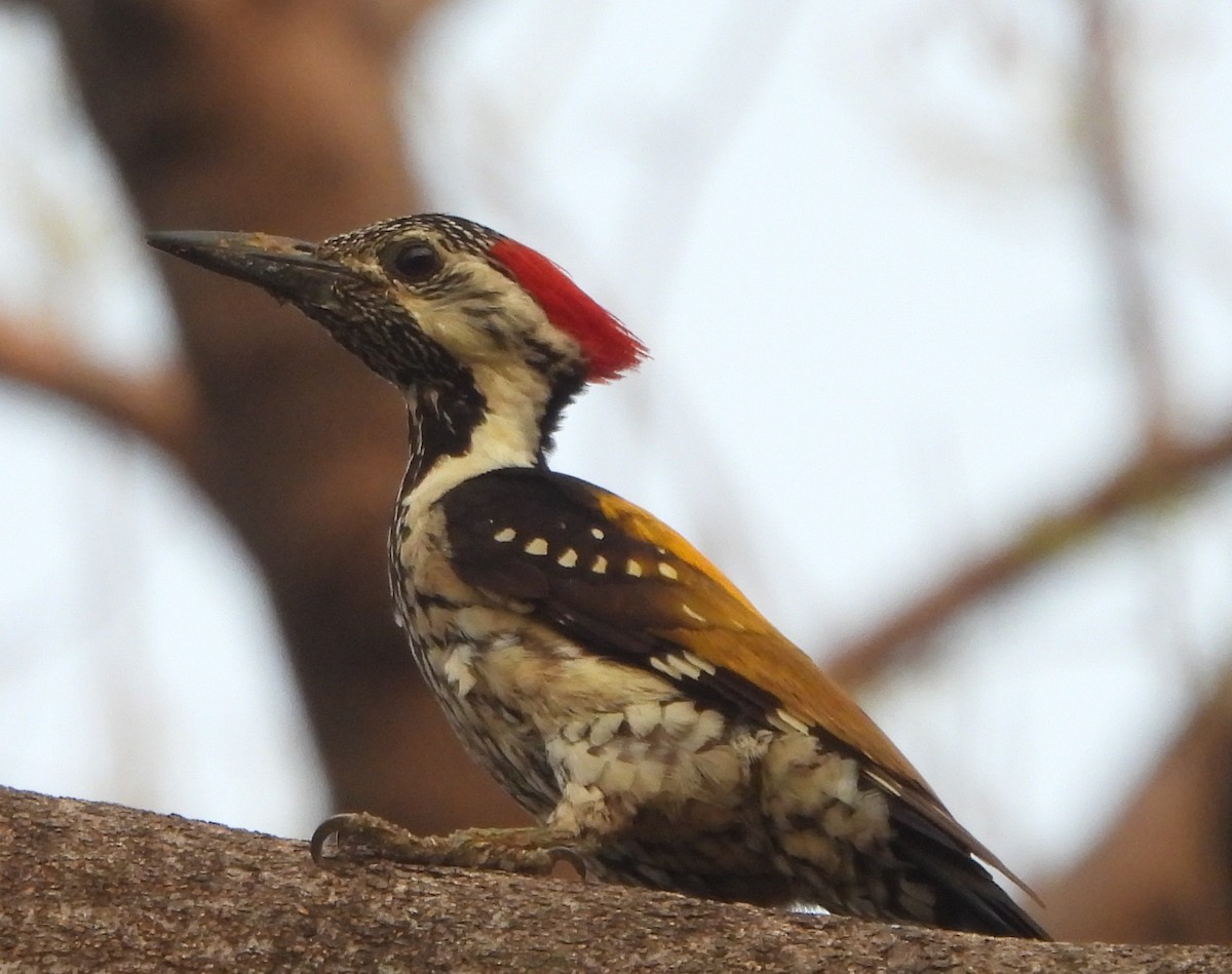 Black-rumped Flameback - ML620704654