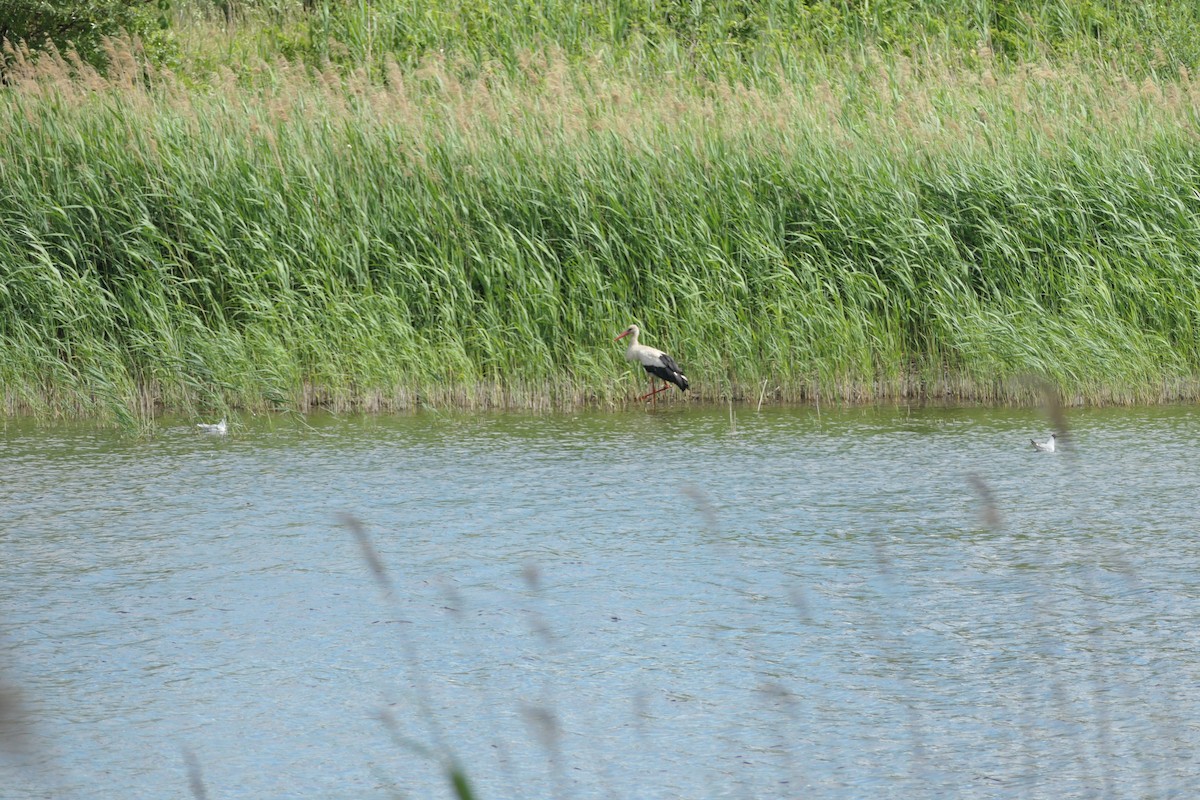 White Stork - ML620704658