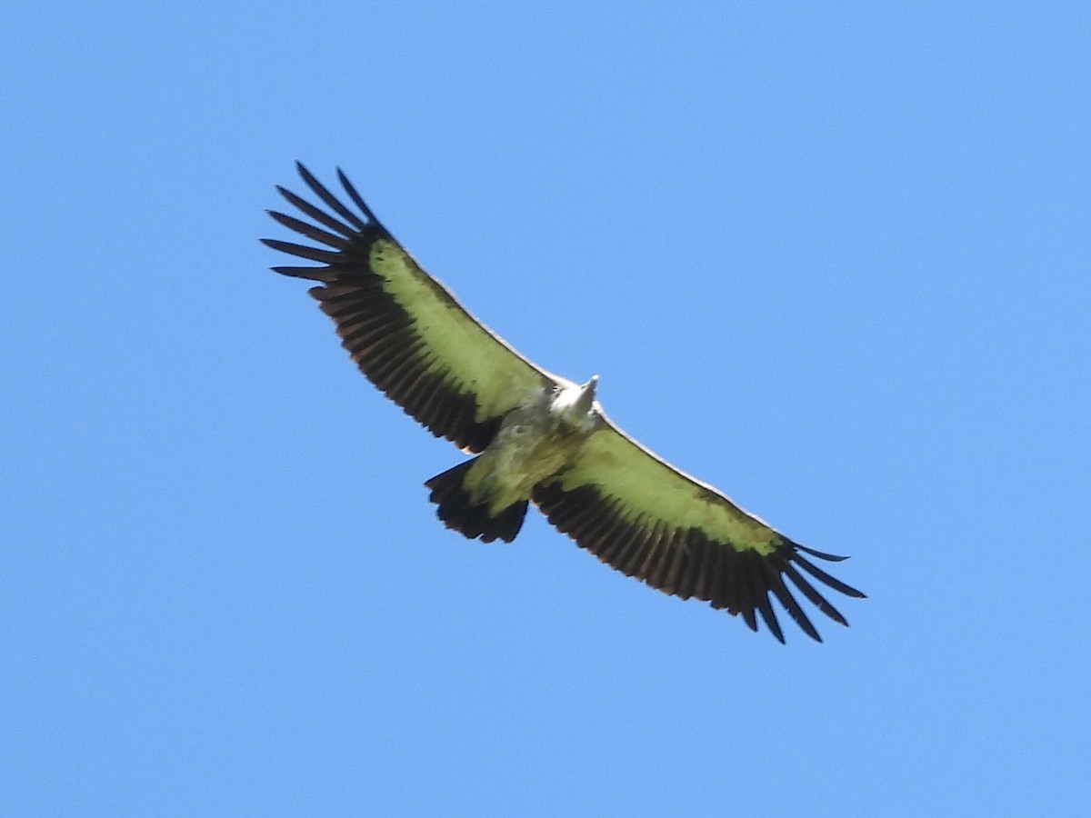 Himalayan Griffon - ML620704659