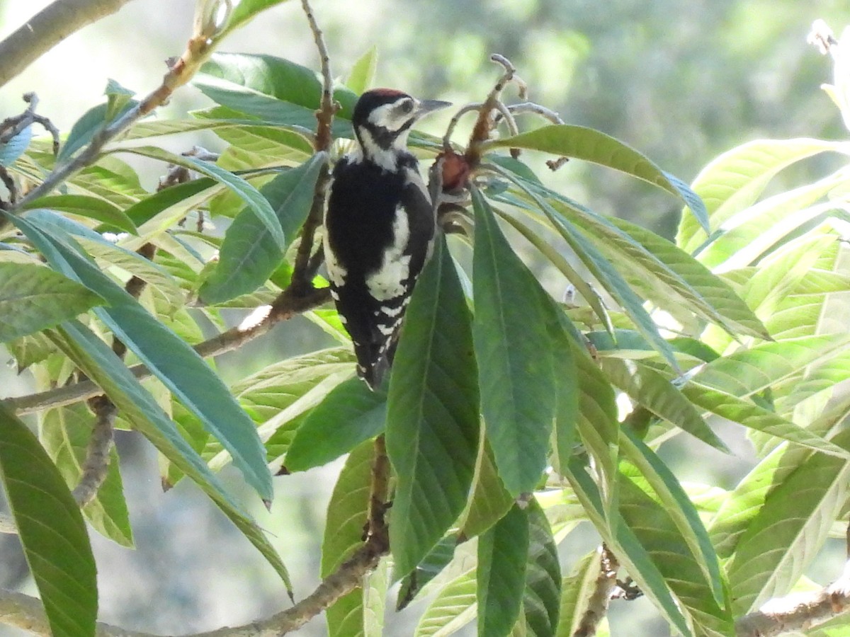 Great Spotted Woodpecker - ML620704660