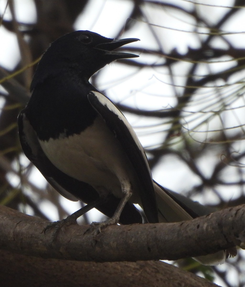 Oriental Magpie-Robin - ML620704662