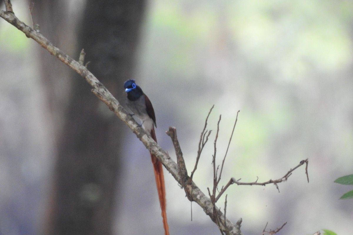 Amur Paradise-Flycatcher - Zhanyi Lin