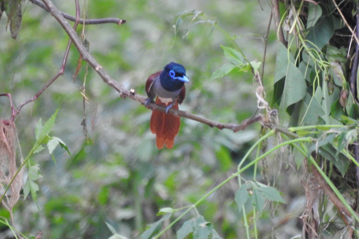 Amur Paradise-Flycatcher - ML620704664