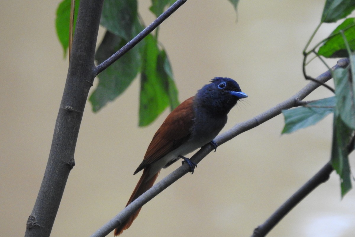 Amur Paradise-Flycatcher - ML620704665