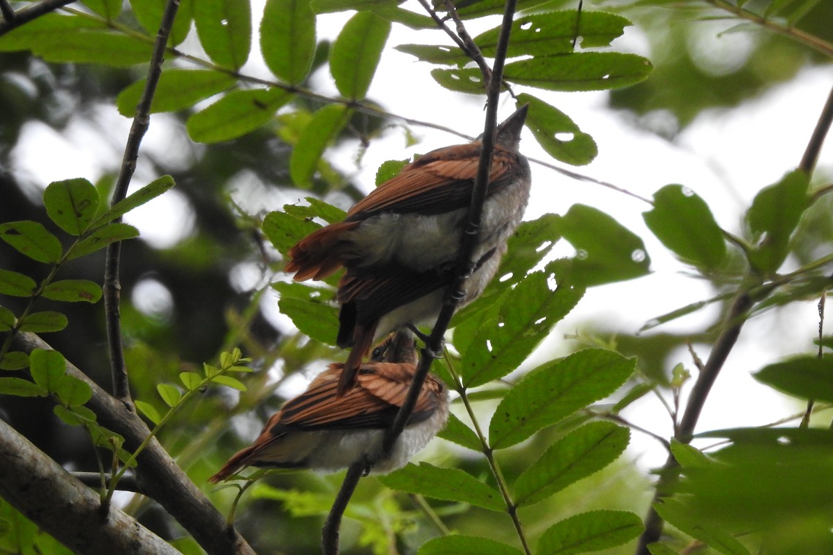 Amur Paradise-Flycatcher - ML620704666