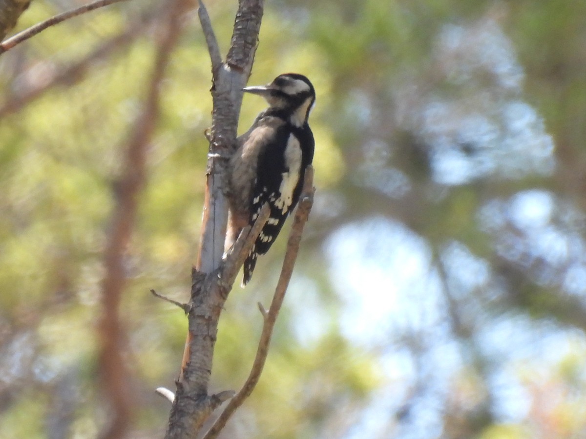 Great Spotted Woodpecker - ML620704669