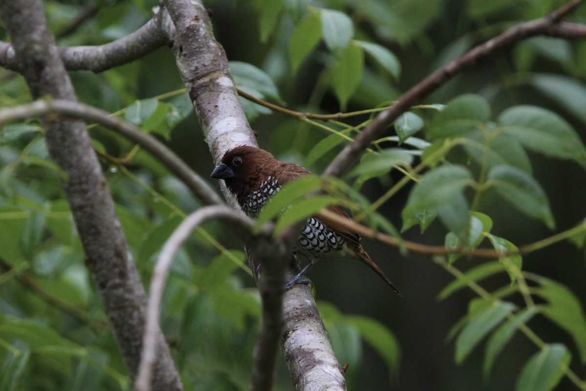 Scaly-breasted Munia - ML620704670