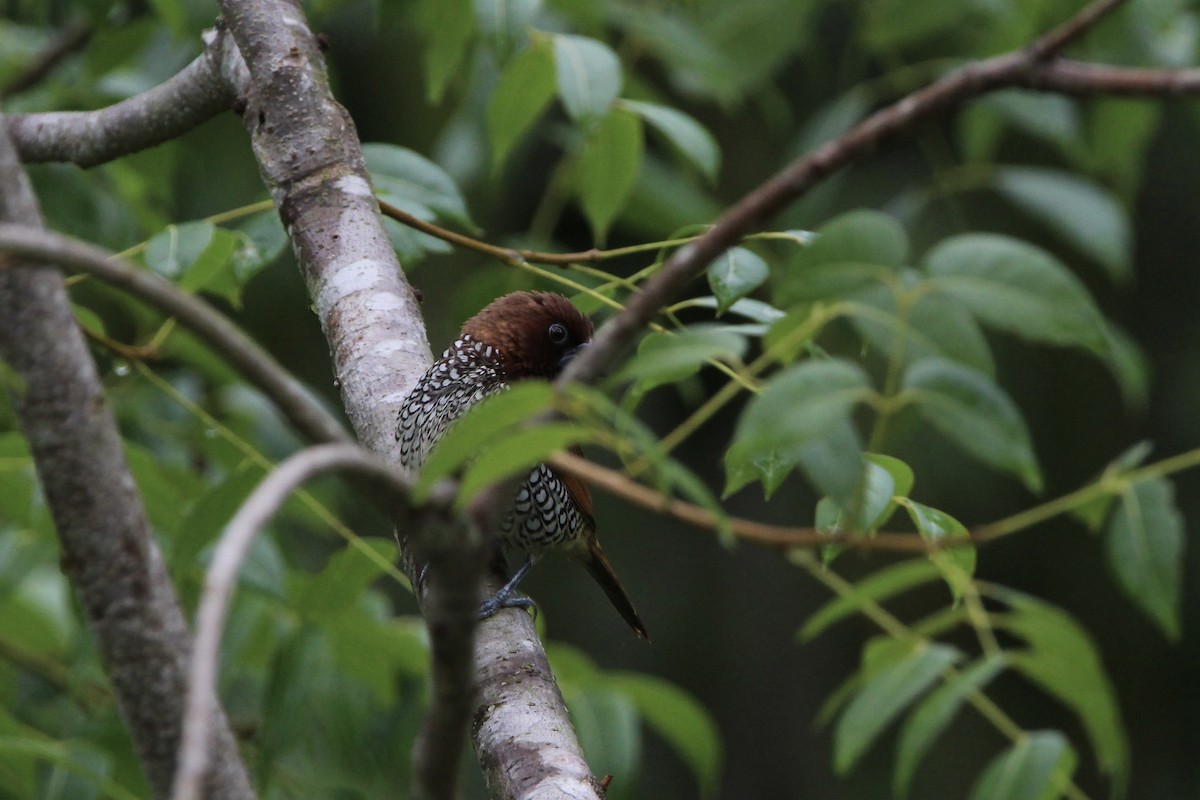 Scaly-breasted Munia - ML620704671