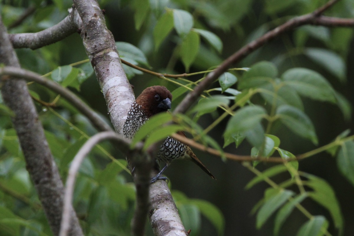 Scaly-breasted Munia - ML620704672