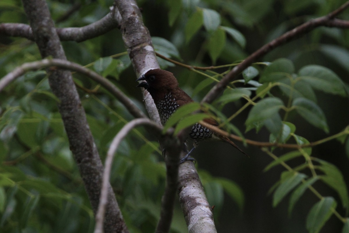 Scaly-breasted Munia - ML620704673