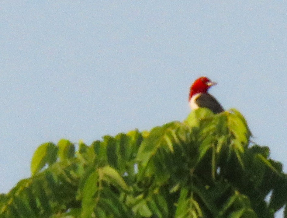 Pic à tête rouge - ML620704674