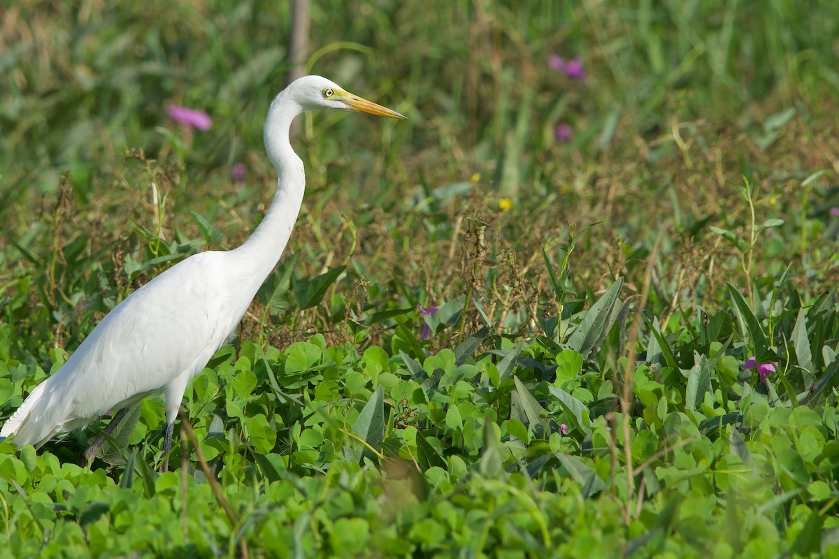 Yellow-billed Egret - ML620704676