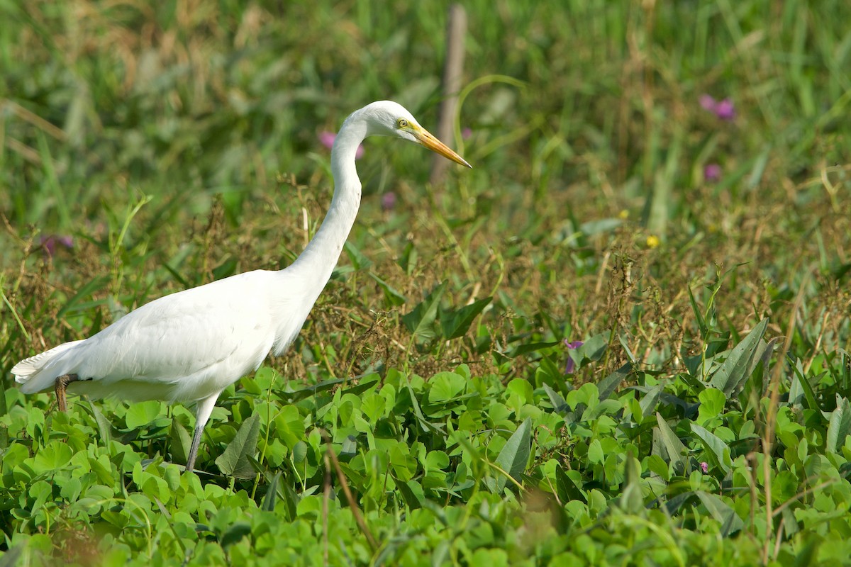 Yellow-billed Egret - ML620704677