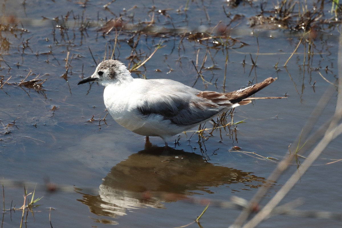 Mouette de Bonaparte - ML620704681