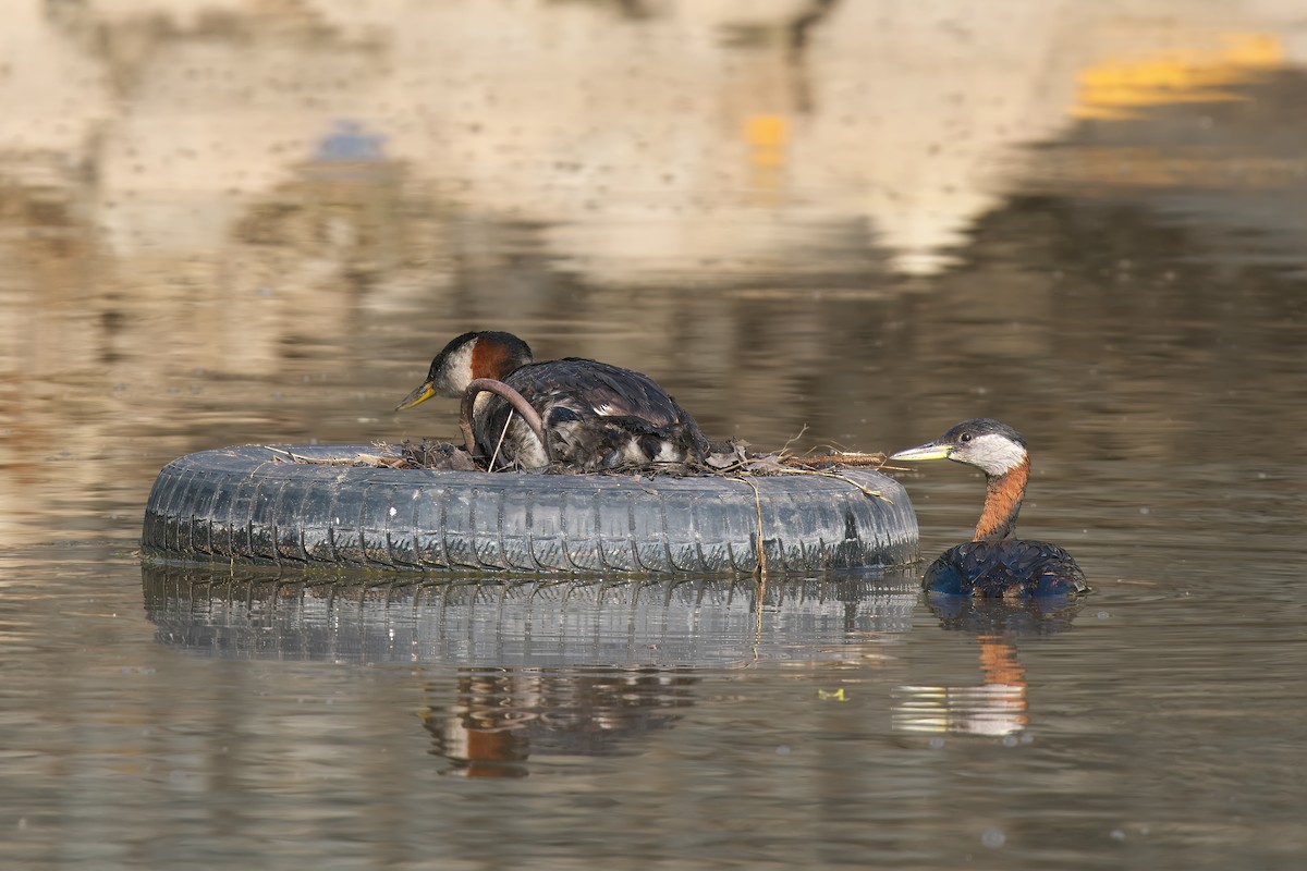 Red-necked Grebe - ML620704683