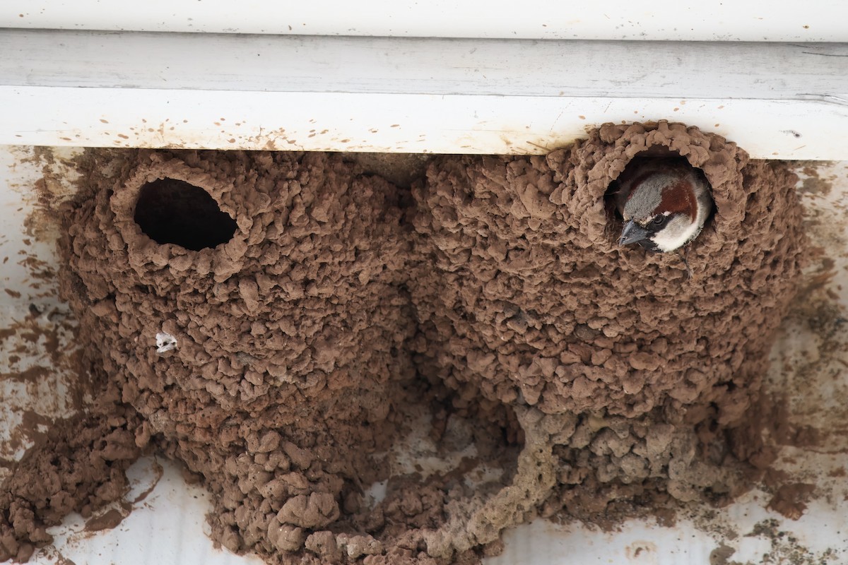 House Sparrow - ML620704686