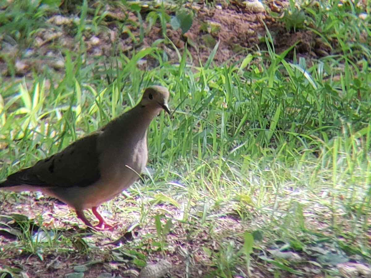 Mourning Dove - ML620704687