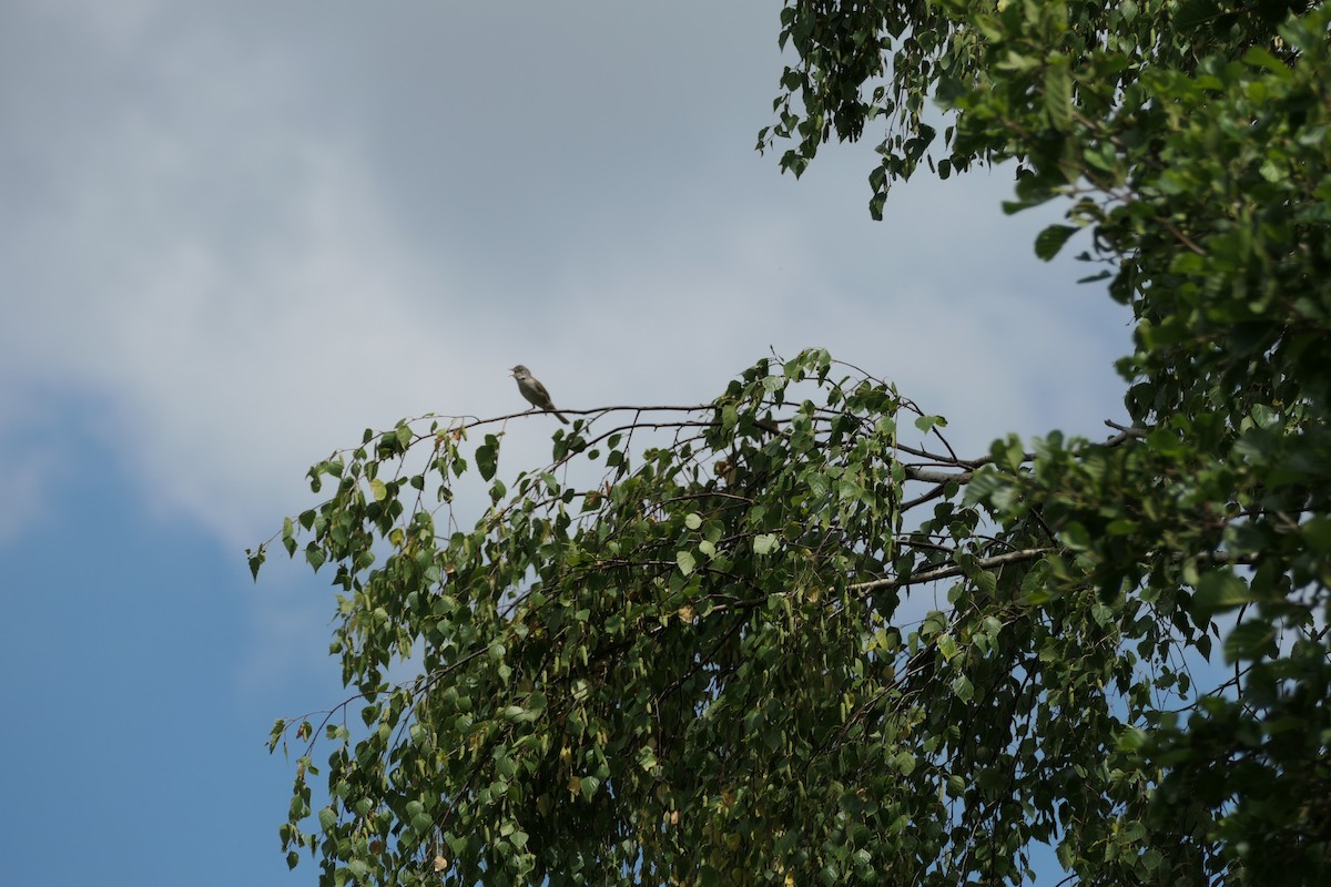 Greater Whitethroat - ML620704703