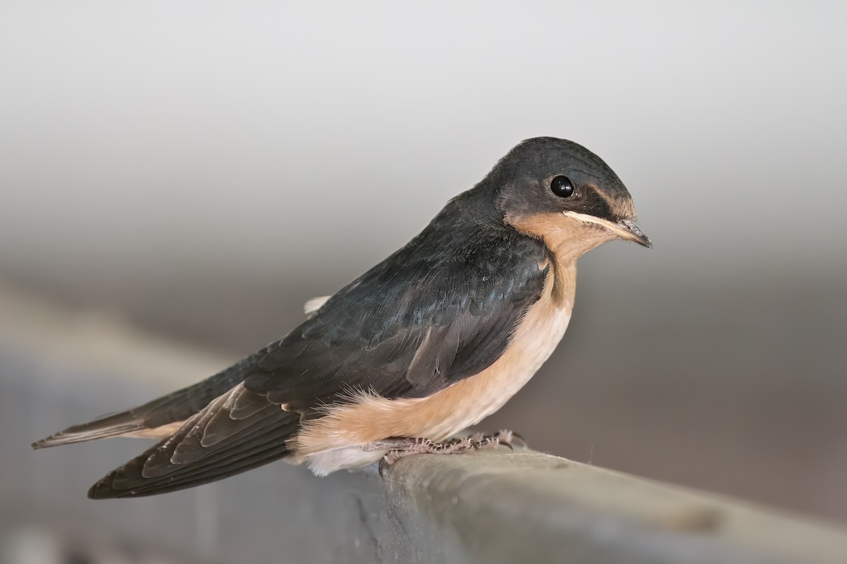 Barn Swallow - ML620704706